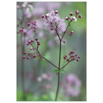 Thalictrum knospig