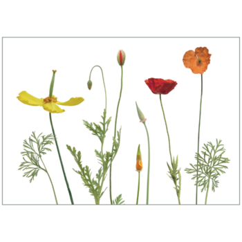 Gelbe, rote und orange Poppies