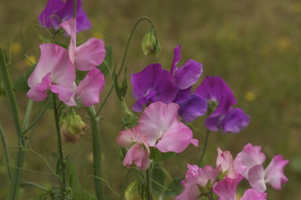 Lathyrus odoratus 'Memories' und 'Gwendoline' (Spencer-Gruppe) Duftwicken
