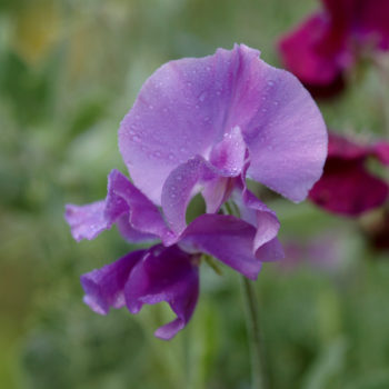Lathyrus odoratus 'Noel Sutton' 16-1