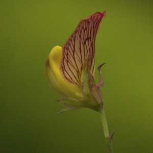 Lathyrus belinensis 'Goldmine'