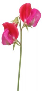 Lathyrus odoratus 'Prince Edward of York'