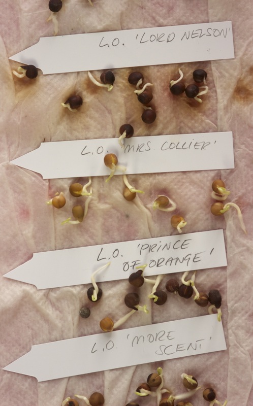 Lathyrus odoratus gekeimt