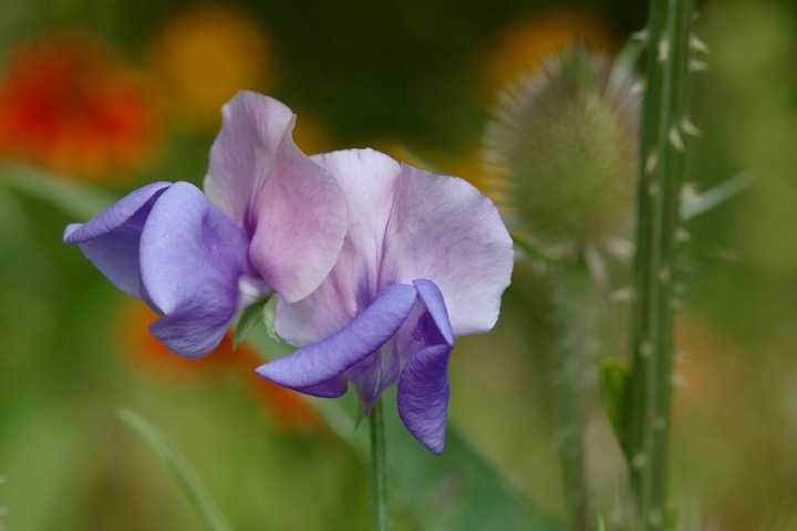 Lathyrus odoratus 'Erewhon'