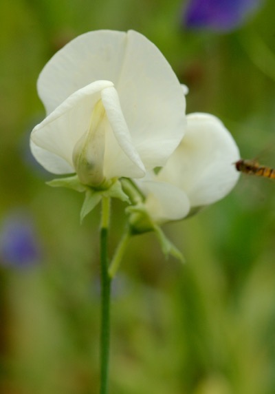 Lathyrus odoratus 'Mrs Collier'
