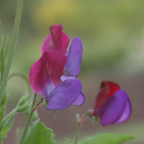 Die Wildform von Lathyrus odoratus