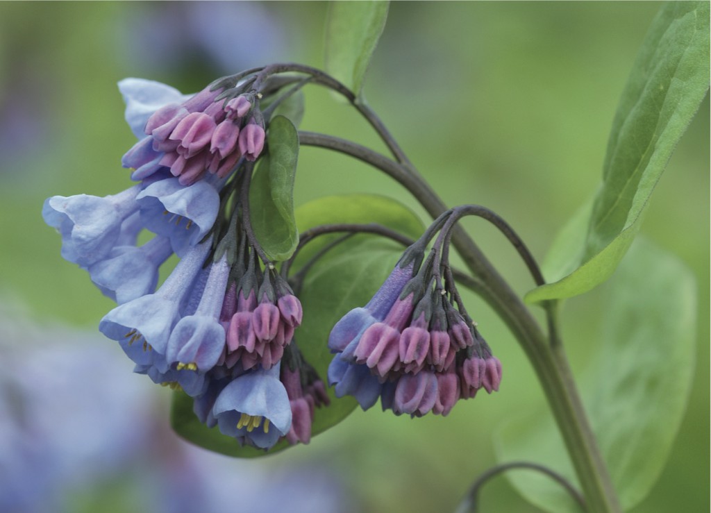 Mertensia virginica