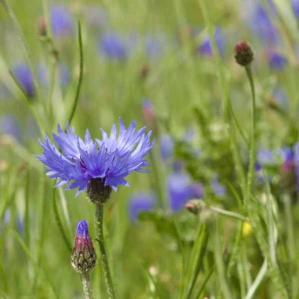 Kornblumenblau