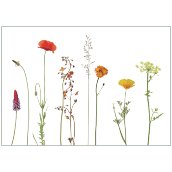 Bunte Sommerwiese auf weißem Hintergrund