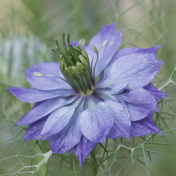 Nigella - Jungfer-im-Grünen