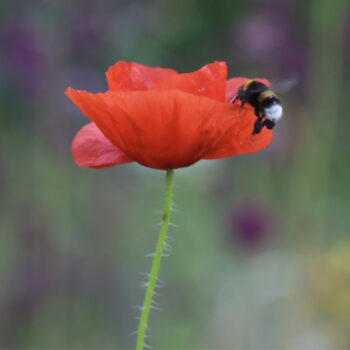 Hummel im Anflug auf Klatschmohnblüte