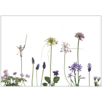 Bunte Allium und andere Zwiebelblüher