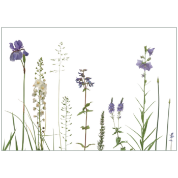 Iris, Glockenblumen und weiße Königskerzen auf weißem HIntergrund
