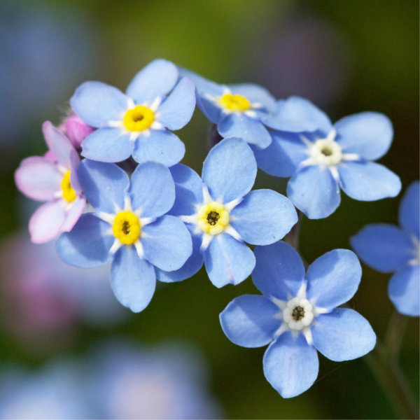 Himmelblaue Vergissmeinnicht
