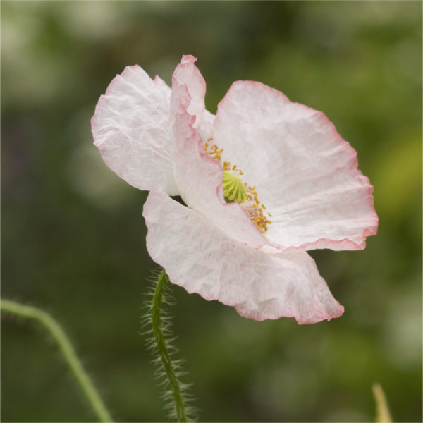 Rosa Klatschmohn