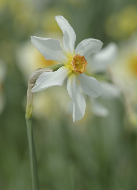 Narcissus ‘Firebird’ Postkarte 'Narcissus 'Firebird''