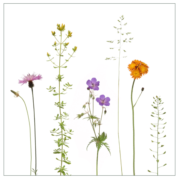 Fliesenaufkleber mit buntem Wiesenmotiv