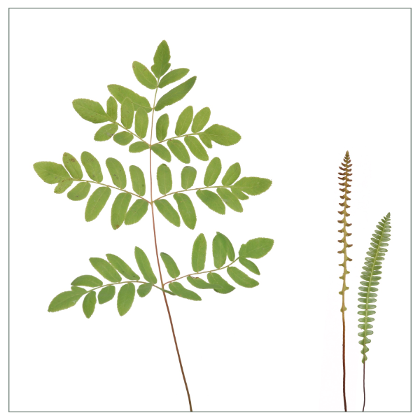 Fliesenaufkleber "Farn"
