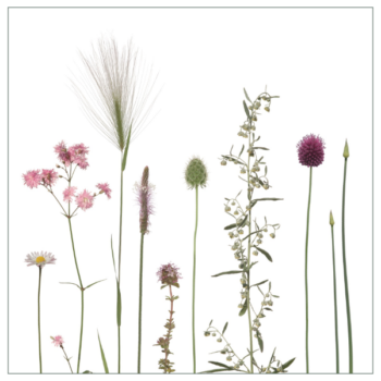 Fliesenaufkleber mir rosa Wiesenmotiv