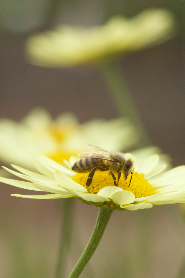 Honigbiene auf Anthemis tinctoria