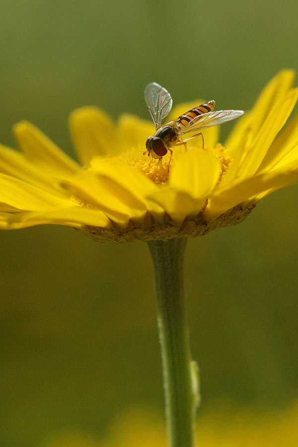 Anthemis tinctoria mit Schwebfliege