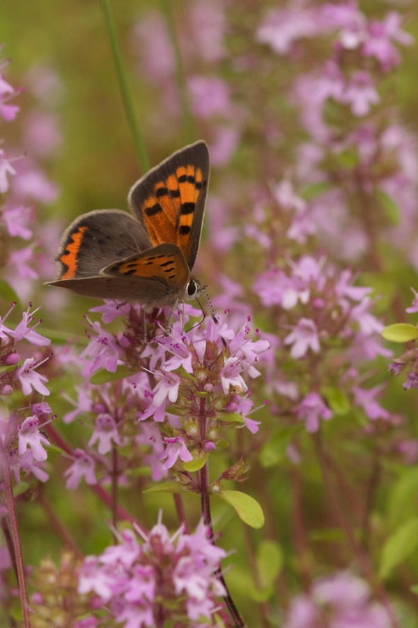 Kleiner Feuerfalter an Thymus