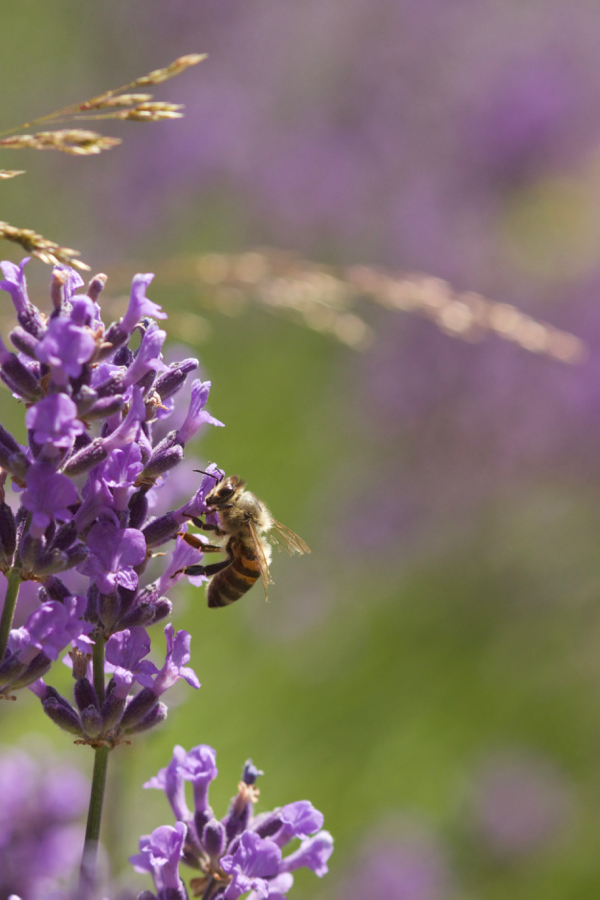 Honigbiene an Lavendel