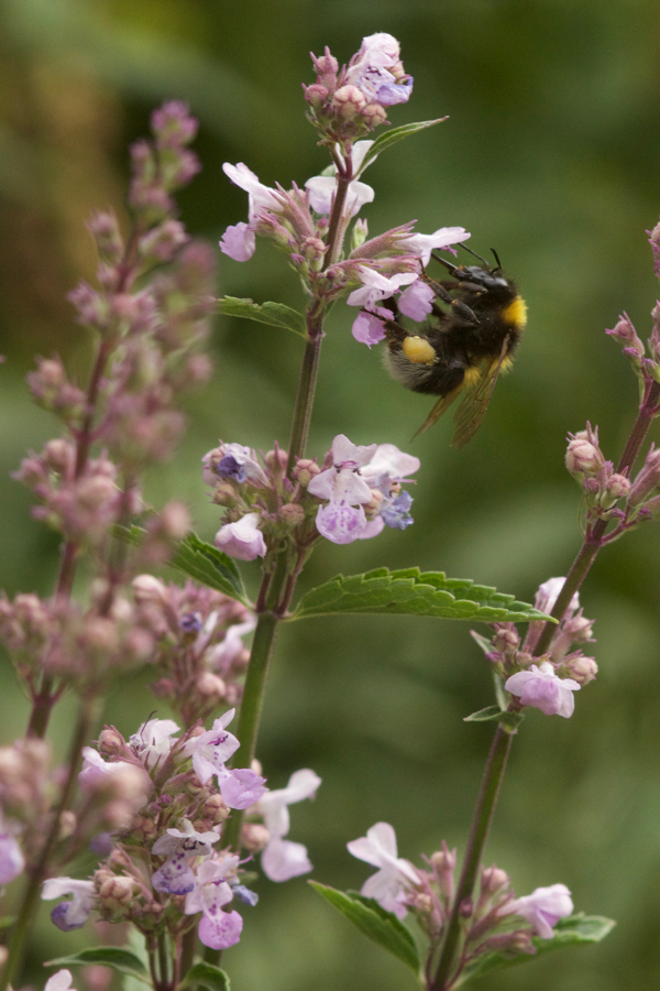 Nepeta nuda mit Hummel