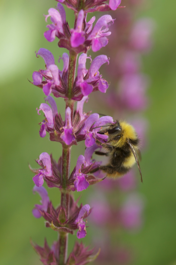 Salvia pratensis 'Rose Rhapsody' mit Hummel