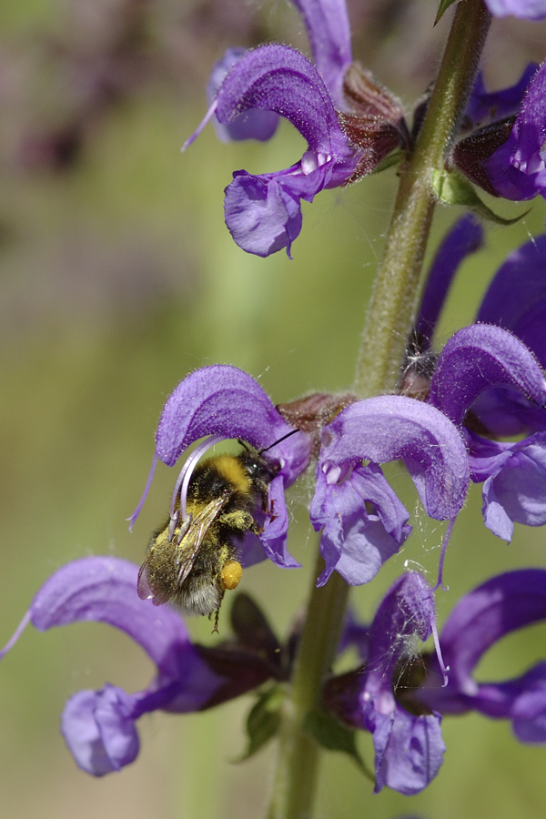 Salvia pratensis mit Bombus hortorum