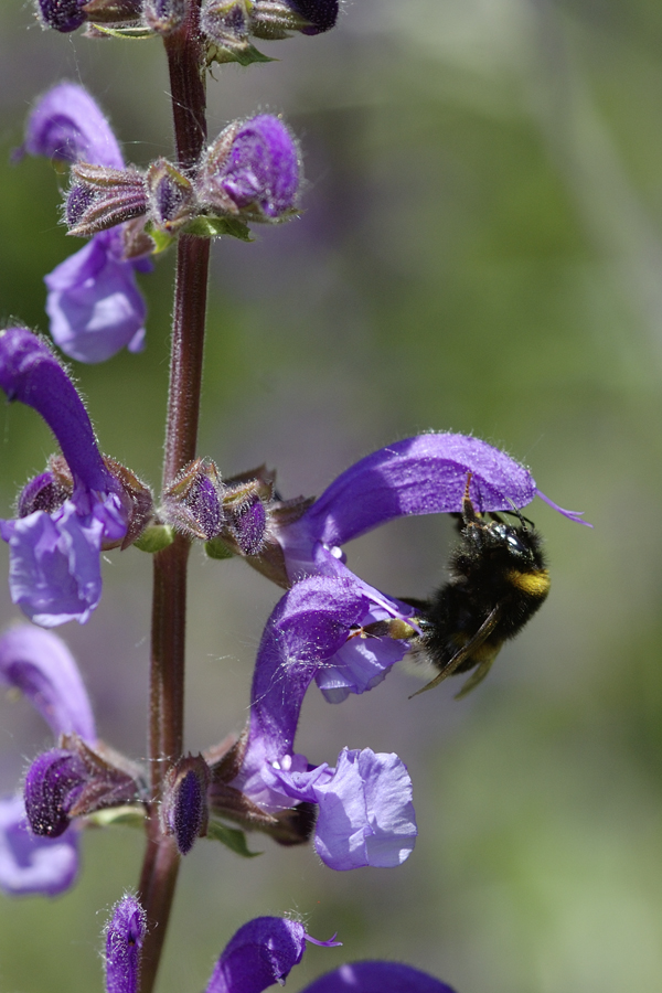 Salvia pratensis mit Bombus hortorum 2 600x900-1