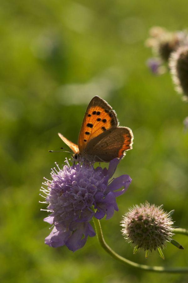 Succisa pratensis mit Feuerfalter