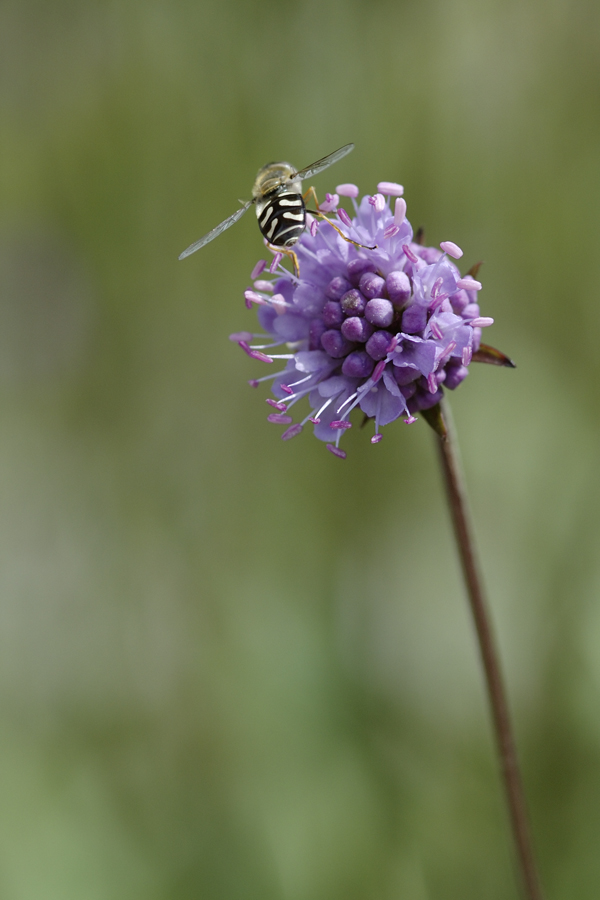 Succisa pratensis mit Scaeva pyrastri