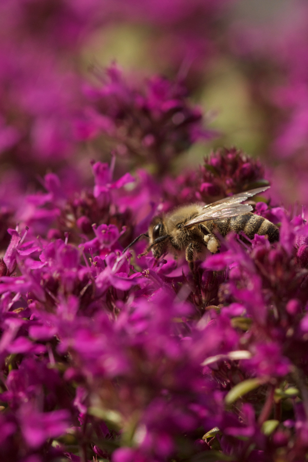 Honigbiene auf Thymus