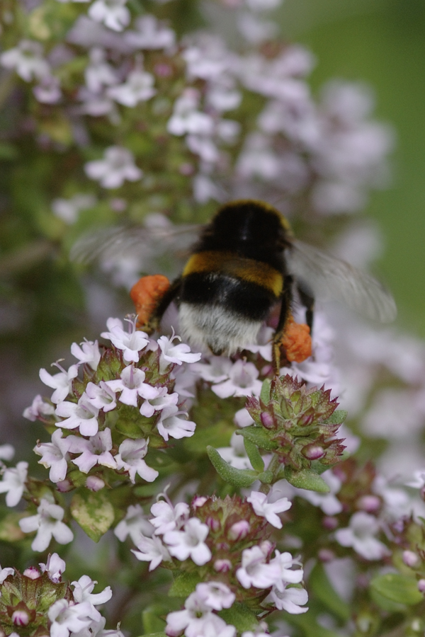 Thymus vulgaris mit Bombus terrestris