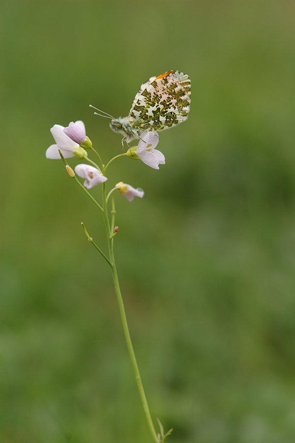 Aurorafalter auf Cardamine