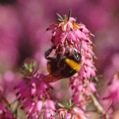 Erdhummel an Schneeheide