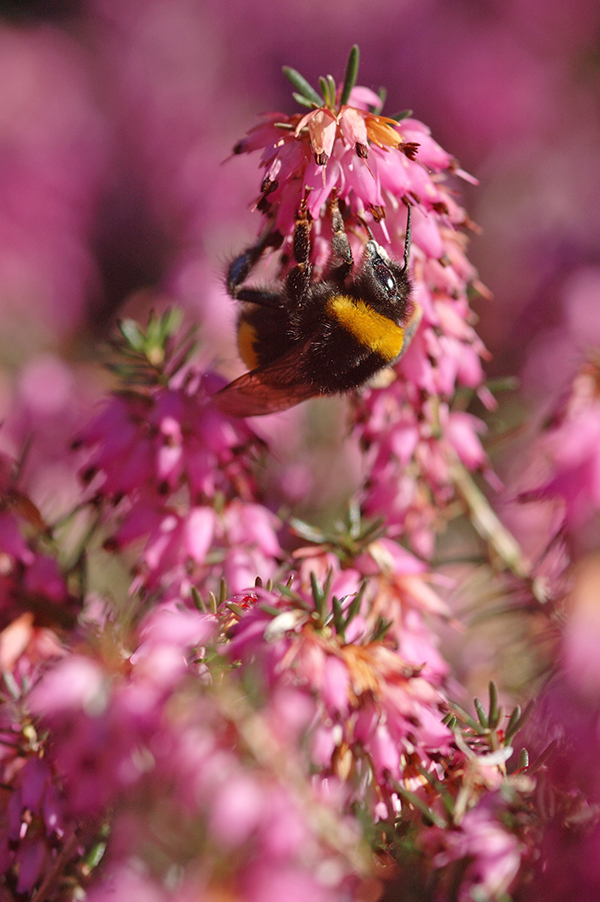 Bombus terrestris an Erica carnea