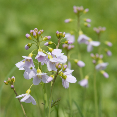 Wiesenschaumkraut