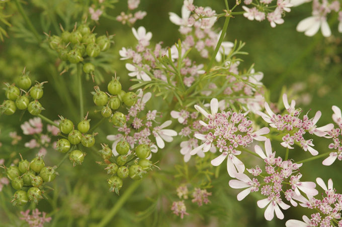 Coriandrum sativum Blüte und Frucht