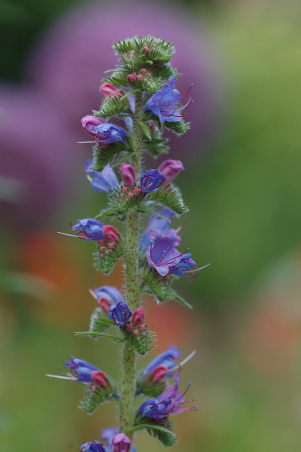 Echium vulgare