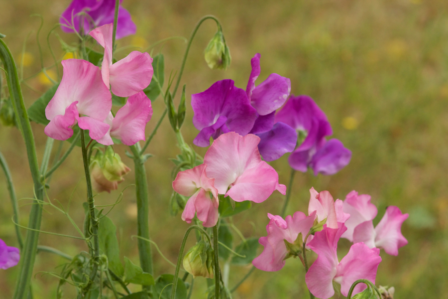 Lathyrus odoratus Lathyrus odoratus