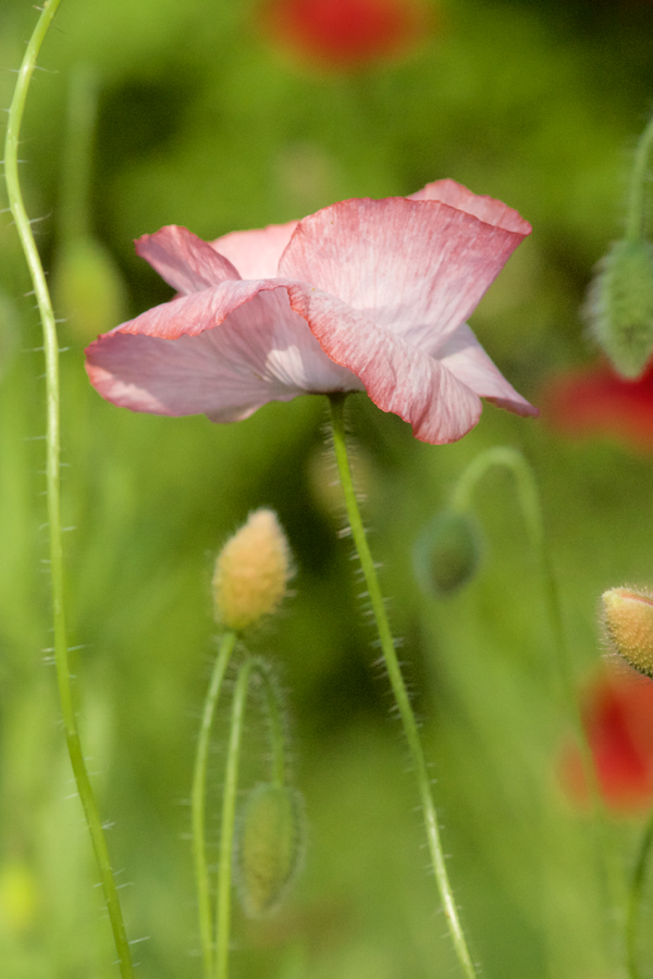 Papaver rhoeas Papaver rhoeas