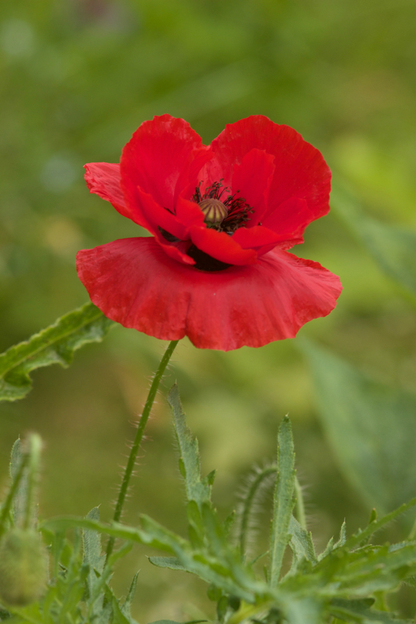 Papaver rhoeas Papaver rhoeas