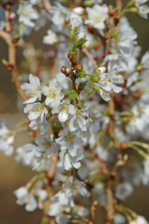 Prunus incicsa 'Kojou-no-mai' 1