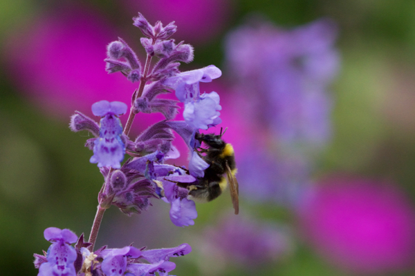 Hummel an Katzenminze