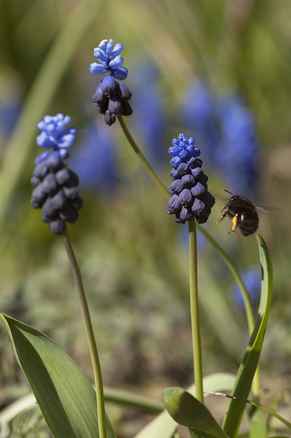 Anthophora plumipes an Muscari latifolium