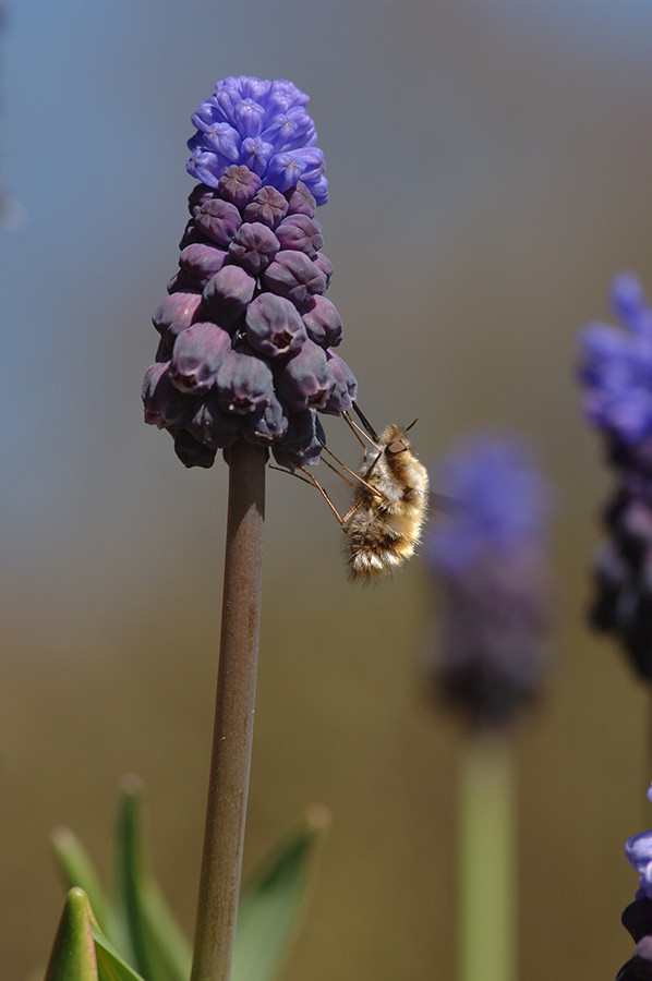 Hummelschweber an Muscari latifolium