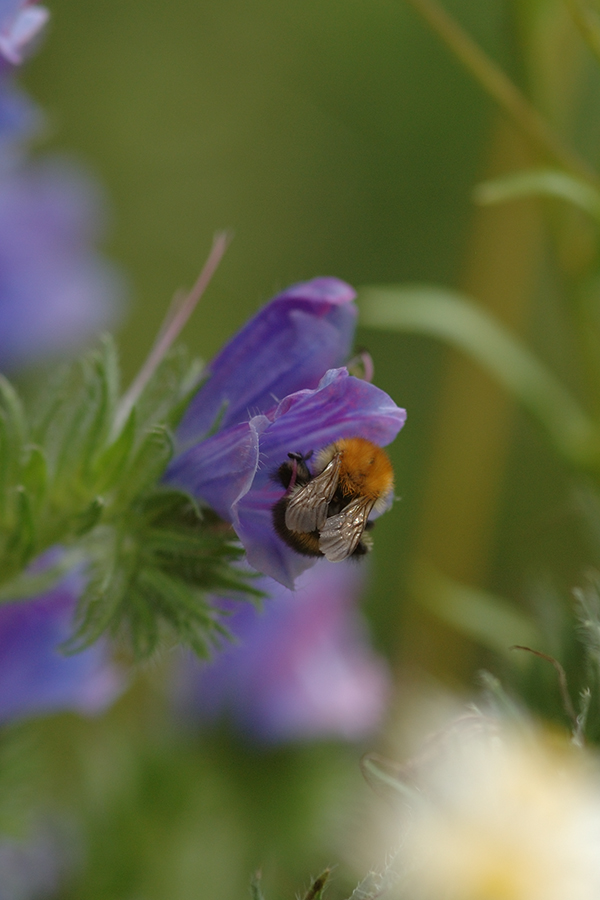 Hummel an Echium 'Blue Bedder'