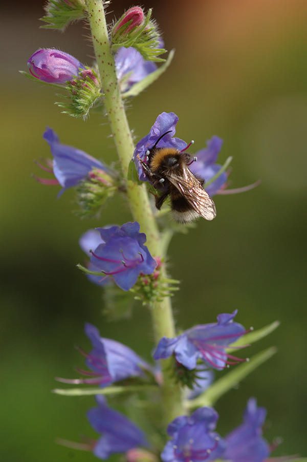 Hummel an Echium vulgare